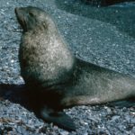 Fur Seal bull (Arctocephalus gazella)