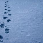 Footsteps in the snow.