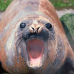 Elephant seal on South Georgia
