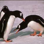 Gentoo Penguin (Pygoscelis papua) pair courtship display