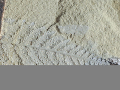 A fern fossil (Lophosoria cupulatus) from Snow Island. (Scale bar = 1 mm)
