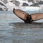 The tail of a whale