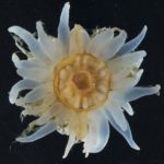 A close up of a flower.