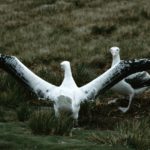 A flock of seagulls are standing in the grass.