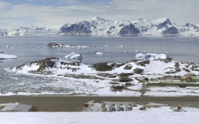A flock of birds standing on top of a sandy beach.