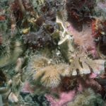 Underwater view of a coral.