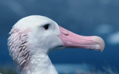 A close up of a bird.