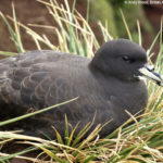 A bird sitting on grass.