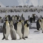 Emperor penguins (Aptenodytes forsteri) on the sea ice close to Halley Research Station on the Brunt Ice Shelf.