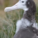 Wandering Albatross chick on Bird Island