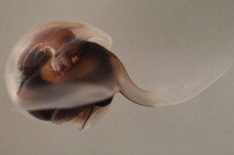 Adult Limacina helicina from the Greenland Sea