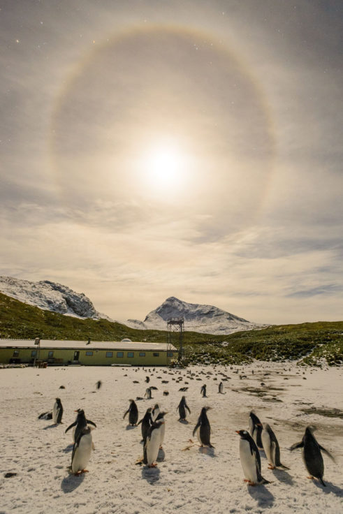 Gentoo penguins and a moon halo on Bird Island, South Georgia