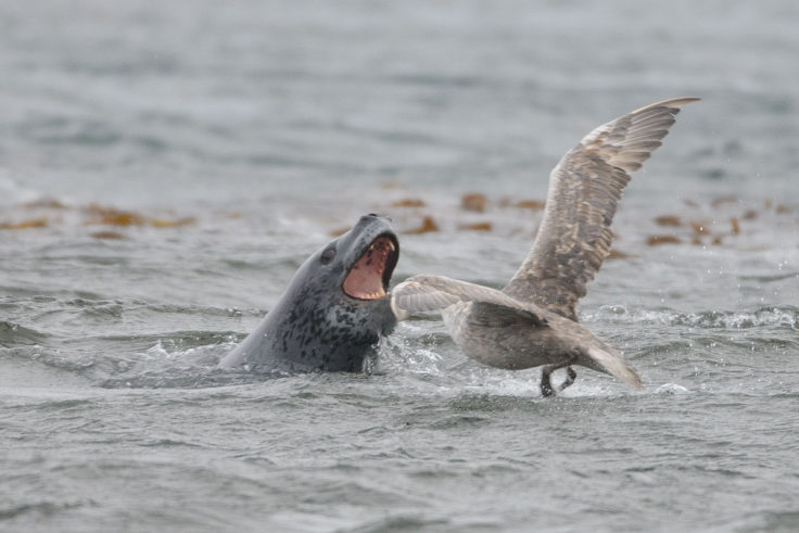 A leopard seal and a giant petrel fighting over food