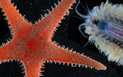 A close up of an animal.