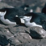 A bird sitting on top of a penguin.