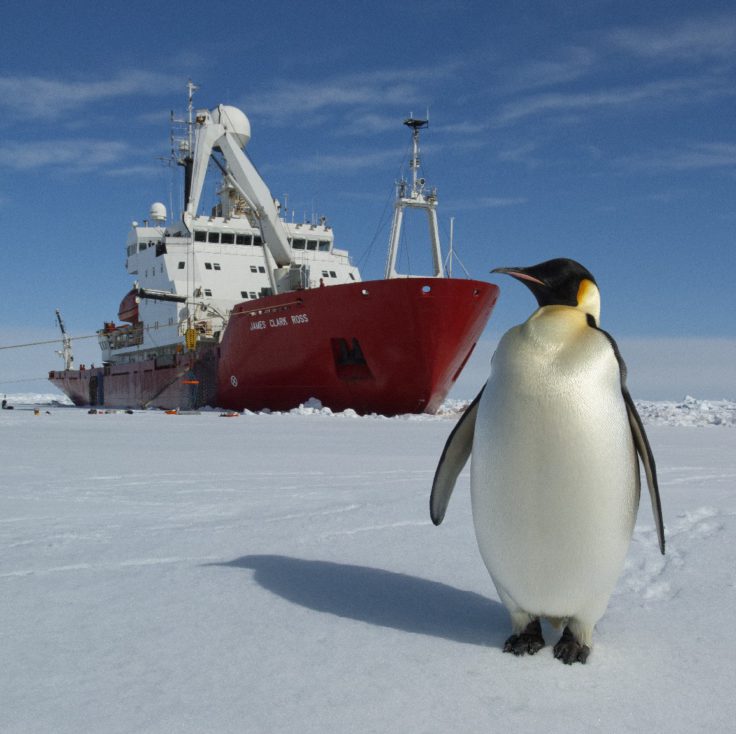 Emperor Penguins on the sea ice in front of RRS James Clark Ross. Taken during the JR240 ICEBell Cruise in the Weddell Sea 