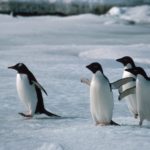 A penguin standing on top of a body of water.