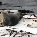 A seal lying in the sand on a beach.