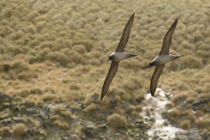 Light-mantled sooty albatrosses (Alastair Wilson)