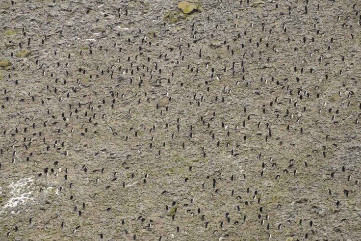 Male Macaroni penguins arrive first at Big Mac on Bird Island (Alastair Wilson)