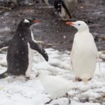 Penguins