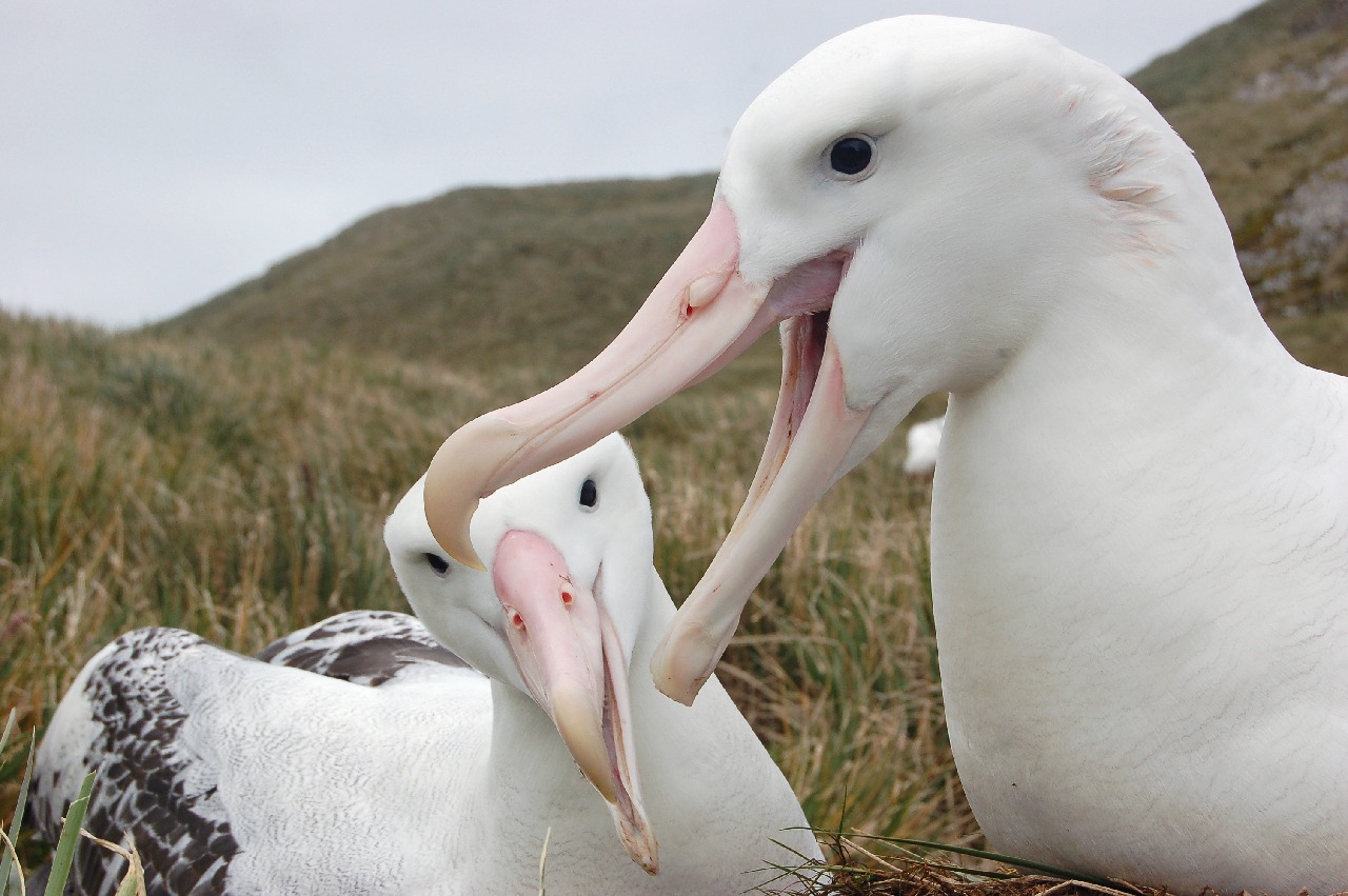 Two white birds, one with brown feathers on its wings, with tussock grass in the background.