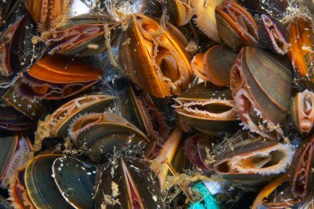 mussels_Tom_Wilding - Copy