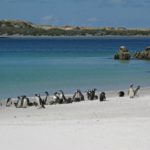 A flock of birds standing on top of a sandy beach.