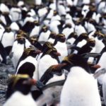 Penguins