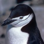 A close up of a penguin.