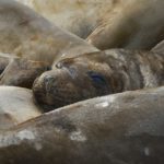 A close up of seals