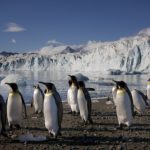 Penguins