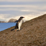 A bird standing next to a body of water.