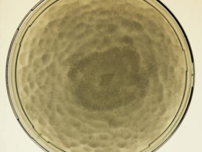 A close up of a bowl.