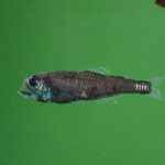 A fish swimming under water.