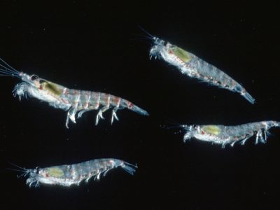 A close up of small marine creatures