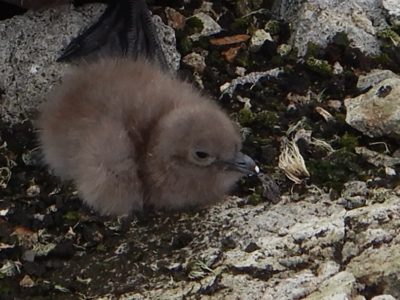 A bird sitting on a rock.