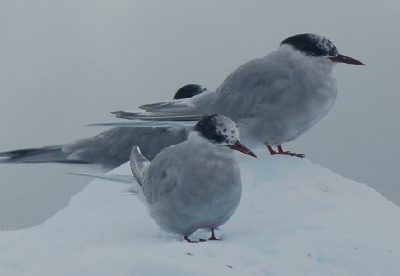 A flock of seagulls standing next to a body of water.