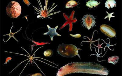 A collection of small marine creatures