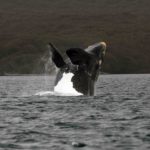 A bird flying over a body of water.