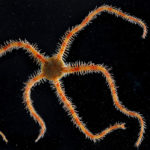 A close up of an animal.