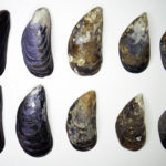 A bunch of different kinds of shells