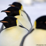 A bird sitting on top of a penguin.