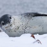 A seal on the snow.