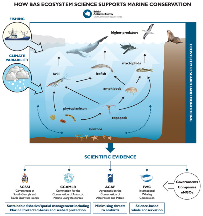 Ecosystem conservation illustration