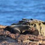 A seal on a rock next to a body of water.