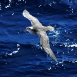 A bird flying over a body of water.