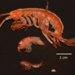 A close up of an animal.