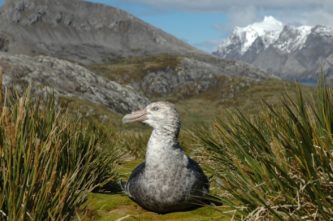A bird standing in front of a mountain.