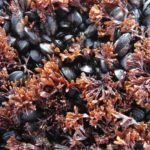 A group of mussels
